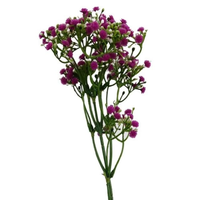 Leaf 55cm Gypsophila Pink Stem