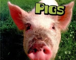 Pigs by Sheri Doyle Book