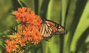 Asclepias Collection: 4 Bare Roots