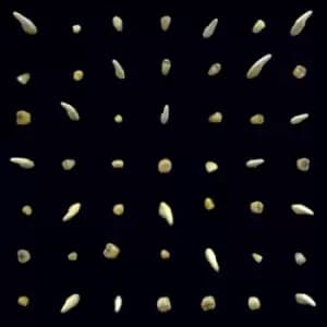 Visions of Bodies Being Burned by clipping. CD Album