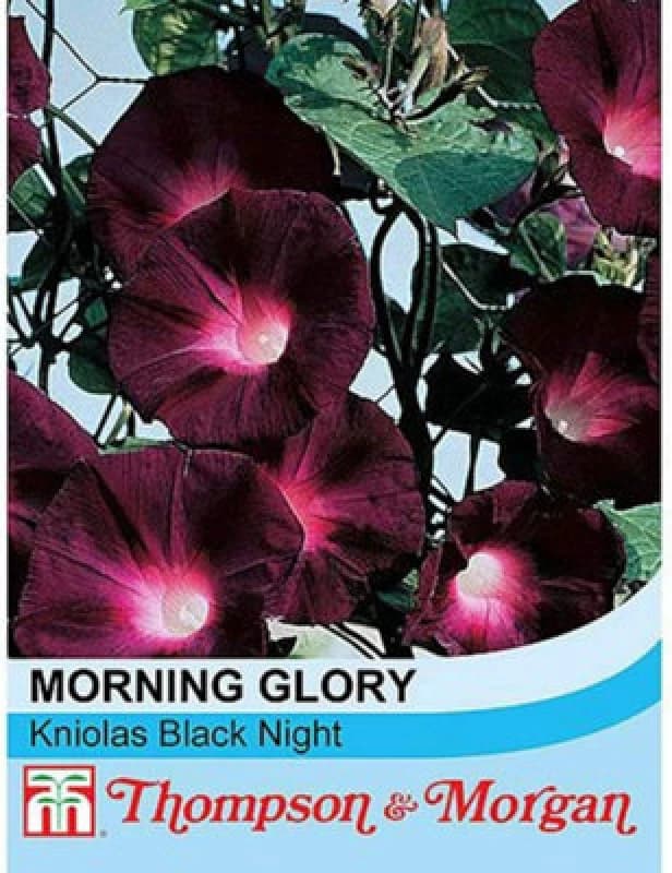 Thompson & Morgan Morning Glory Kniola's Black Knight 1 Packet (30 Seeds)