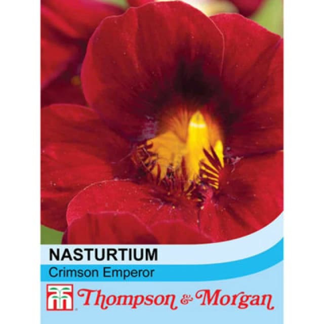 Thompson & Morgan Nasturtium Crimson Emperor 1 Seed Packet (30 Seeds)