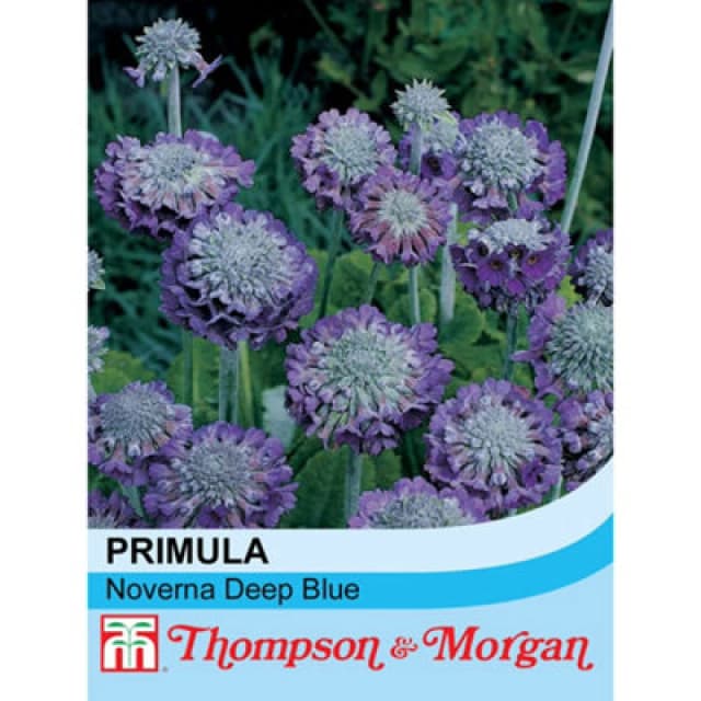 Thompson & Morgan Primula Capitata Noverna Deep Blue 1 Seed Packet (25 Seeds)