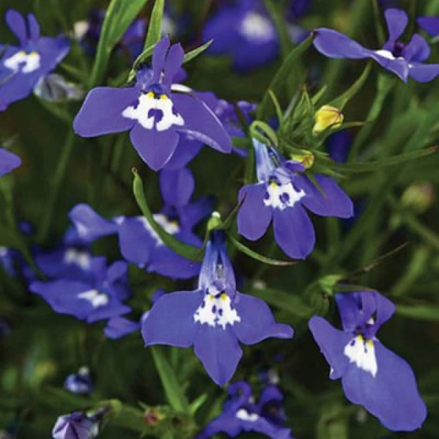 Thompson & Morgan Lobelia Sapphire Cascade 1 Seed Packet (1000 Seeds)