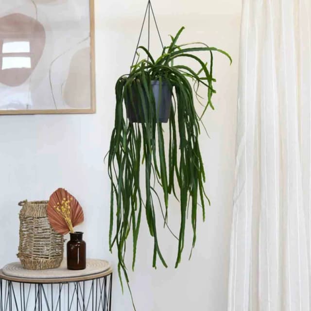 Thompson & Morgan Houseplant Lepismium Bolivianum Hanging Basket 17Cm X 1