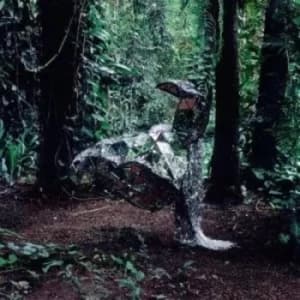 Donkey by CSS Vinyl Album