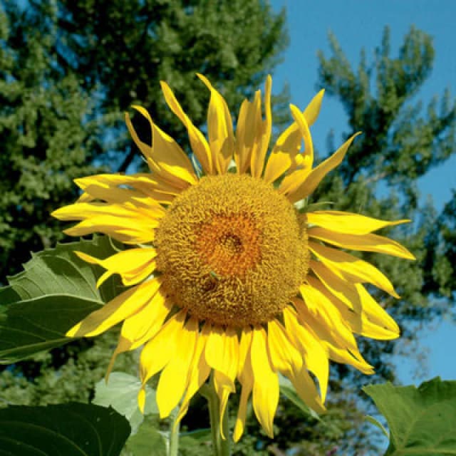 Thompson & Morgan Sunflower Pikes Peak 1 Seed Packet (15 Seeds)