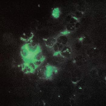 Tecture - Anomalous Materials Vinyl