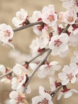 Prunus Incisa Kojo No Mai 3 X 9Cm Pot