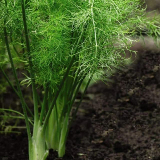 Thompson & Morgan Herb Fennel 1 Seed Packet (250 Seeds)
