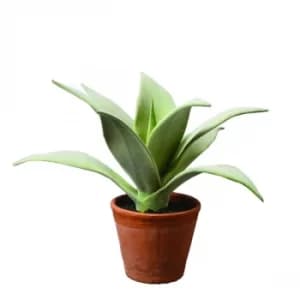 The Flower Patch Large Spikey Leaf Succulent Brown in Pot 23cm