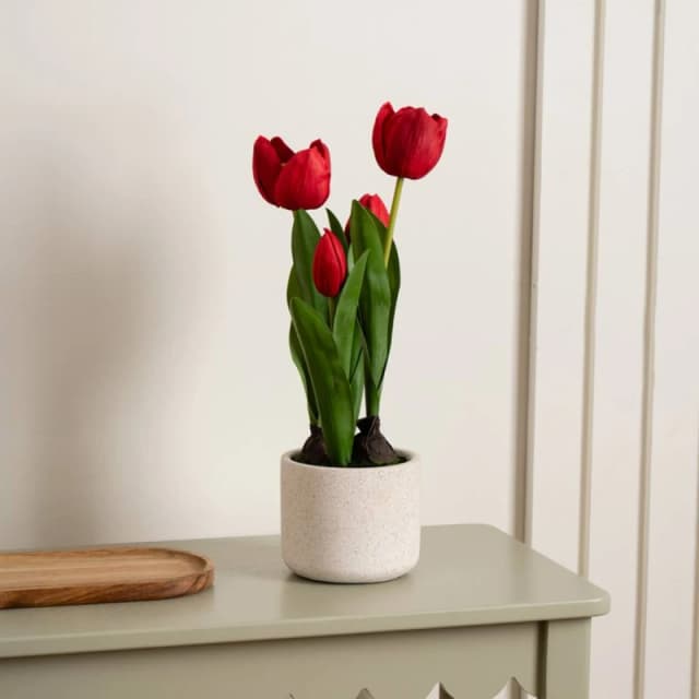 Scottish Everlastings Ltd 36cm Red Tulips in Cement Pot Red Unisex