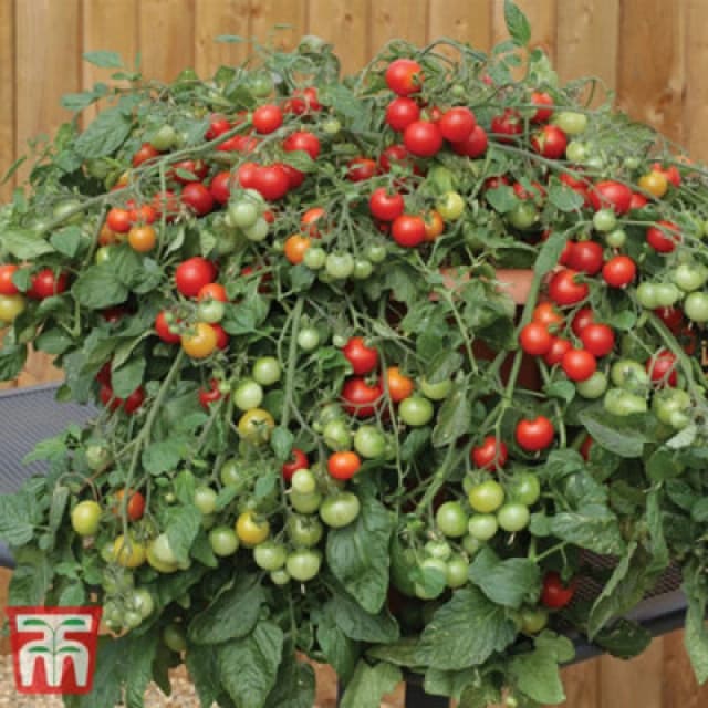 Thompson & Morgan Tomato Red Profusion 1 Seed Packet (8 Seeds)