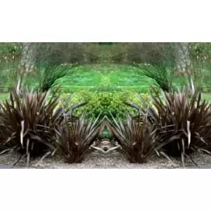 Thompson & Morgan Thompson and Morgan Phormium 'Black Velvet' 9cm pot - 2 plant