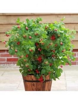 Patio Raspberry Ruby Beauty 2L Pot