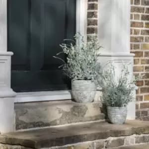 Crossland Grove Potted Lavender Cream Green H560Mm