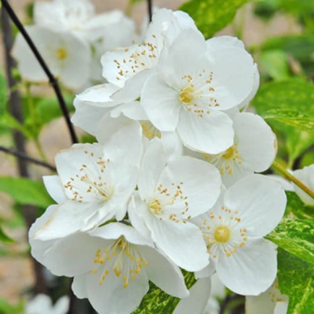 Thompson & Morgan Mock Orange Philadelphus Innocence 3.6 Litre Potted Plant X 1