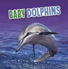 Baby Dolphins