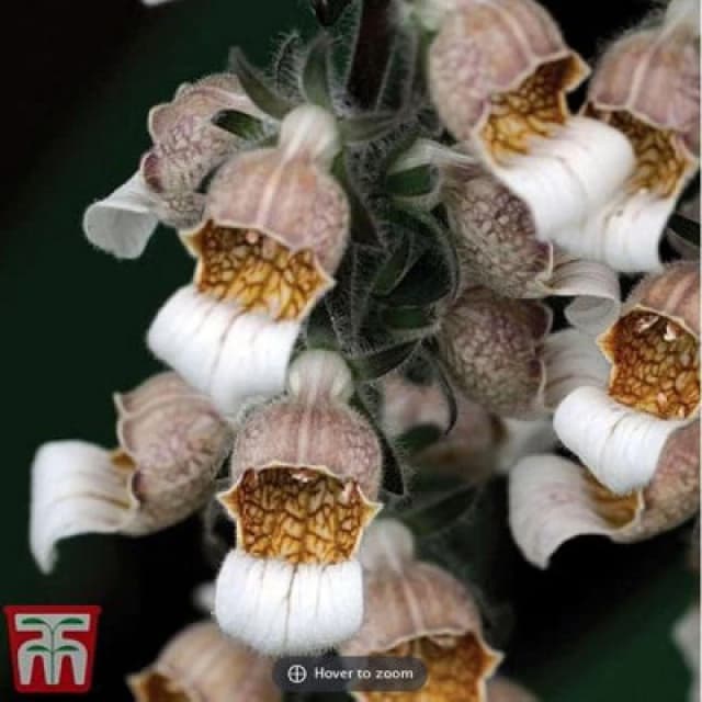 Thompson & Morgan Foxglove Digitalis Lanata Cafe Creme 1 Seed Packet (100 Seeds)
