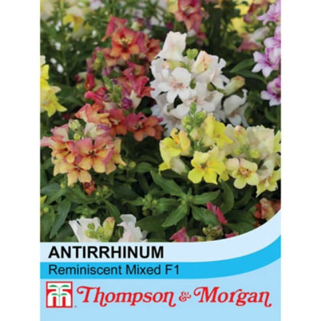 Thompson & Morgan Antirrhinum Reminiscent Mixed F1 Hybrid 1 Packet (50 Seeds)