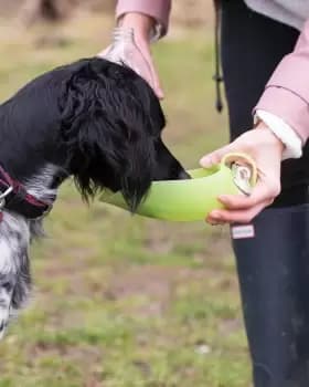 Cotton Traders Pet Leaf Water Bottle in Green