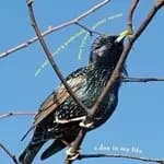 Gradischnig - A Day In My Life (Music CD)