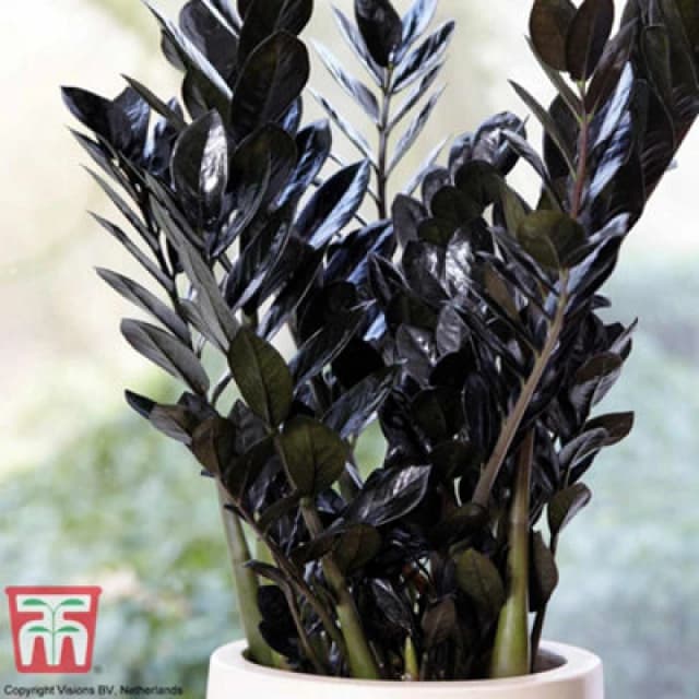Thompson & Morgan Houseplant - Zamioculcas Raven (Black) 14Cm Potted Plant X 1
