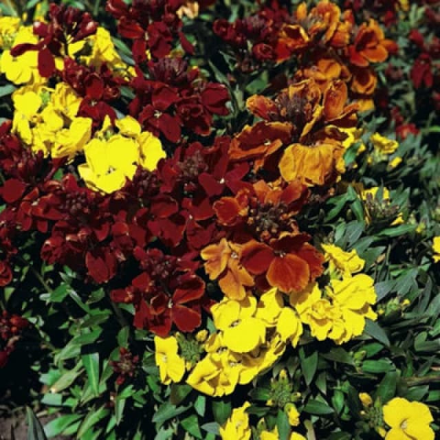 Thompson & Morgan Wallflower Dwarf Brilliant Bedder 1 Packet (500 Seeds)