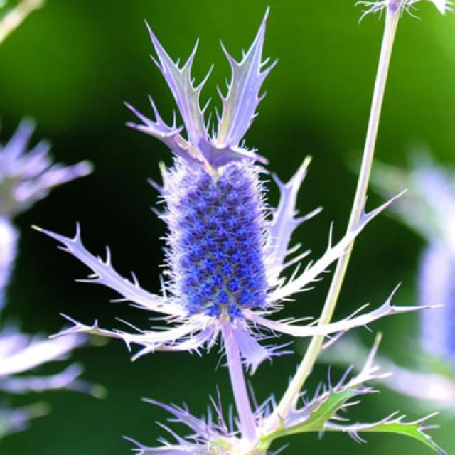 Thompson & Morgan Eryngium Leavenworthii Seeds - Sea Holly Purple Pineapple Vivid Purple Bracts Bee Friendly Hardy Annual 25 Seeds