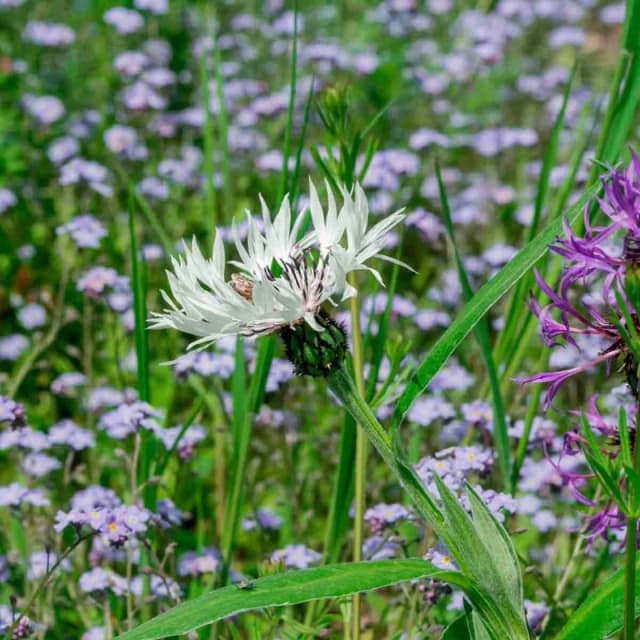 Thompson & Morgan Woodland Shade Wildflower Mix - Hardy Annuals/perennials For Bees & Insects - Easy Garden Seed - 2 X 15G Packs