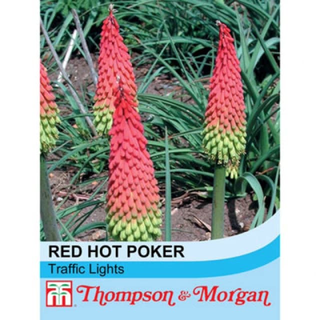 Thompson & Morgan Red Hot Poker (Kniphofia) Traffic Lights 1 Seed Packet (20 Seeds)