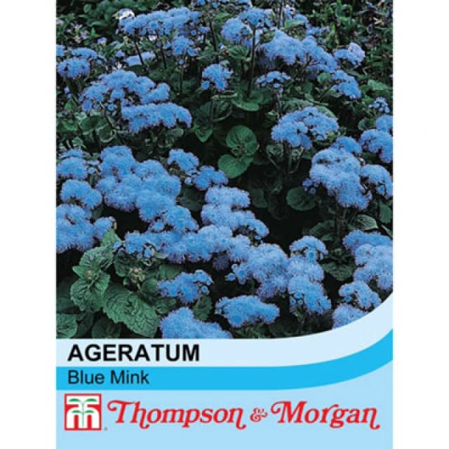 Thompson & Morgan Ageratum Houstonianum Blue Mink 1 Seed Packet (1000 Seeds)
