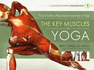 The key muscles of yoga by Ray Long
