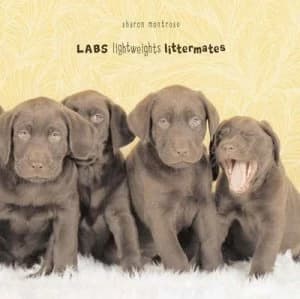 Labs by Sharon Montrose Book