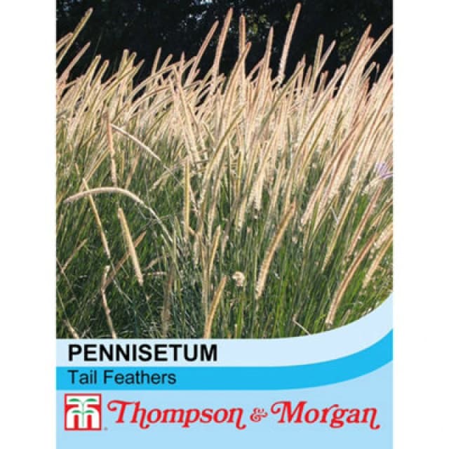 Thompson & Morgan Pennisetum Macrourum Tail Feathers 1 Seed Packet (20 Seeds)