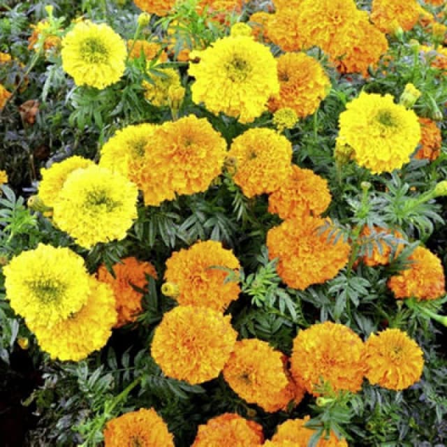 Thompson & Morgan Marigold Indian Kushi Mix 1 Packet (20 Seeds)