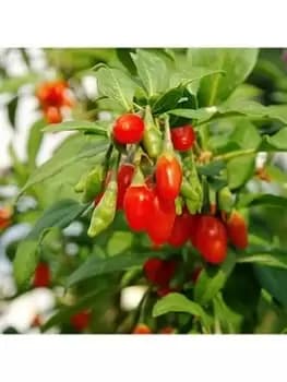 Goji Berry 'Sweet Lifeberry' (Lycium Barbarum) - 3 X 9Cm Pots