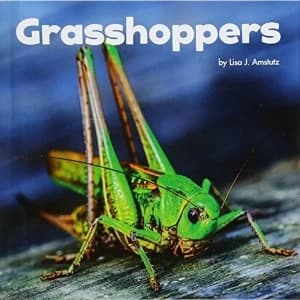 Grasshoppers by Lisa J. Amstutz (Hardback, 2017)