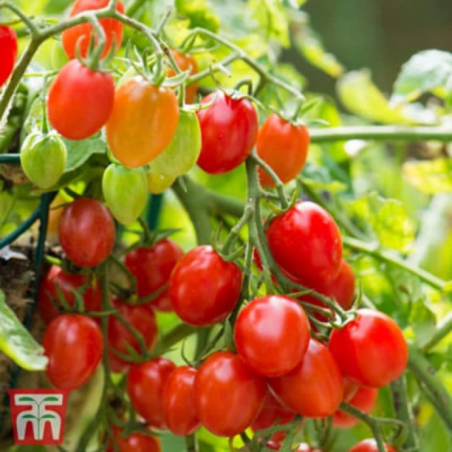 Thompson & Morgan Tomato Romello F1 1 Seed Packet (6 Seeds)