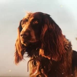 The Size of the Night by Peter Kernel CD Album