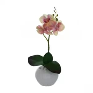 The Flower Patch Orchid Cream & Pink in Ceramic Pot 26cm