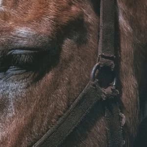 Darto - Fundamental Slime Vinyl