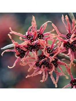 Hamamelis Interm. 'Ruby Glow' 2L