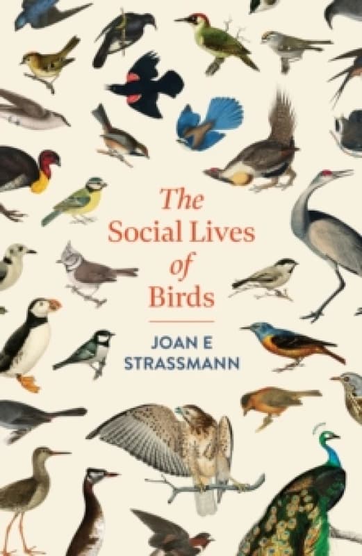 The Social Lives of Birds. Hardback. By Joan Strassmann Books