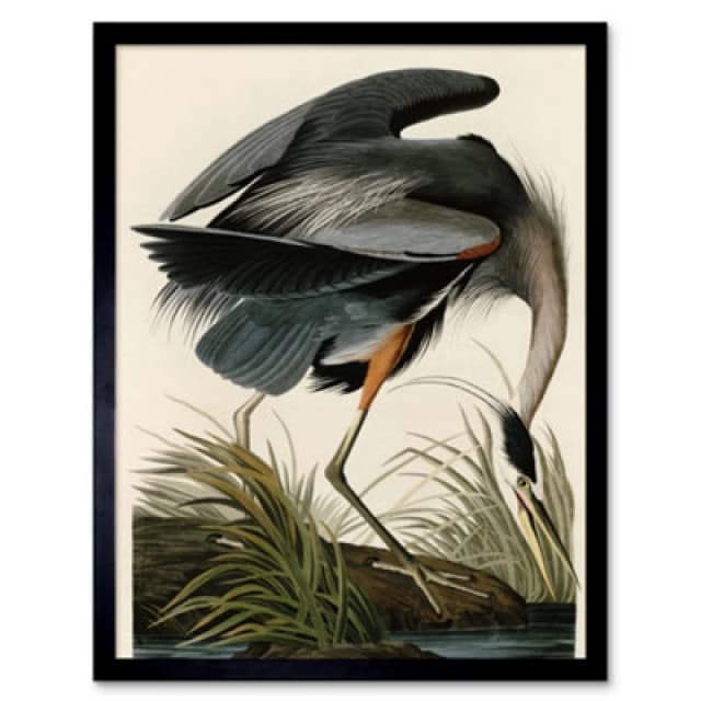Wee Blue Coo Audubon Birds Great Blue Heron Painting 12X16" Framed Wall Art Print