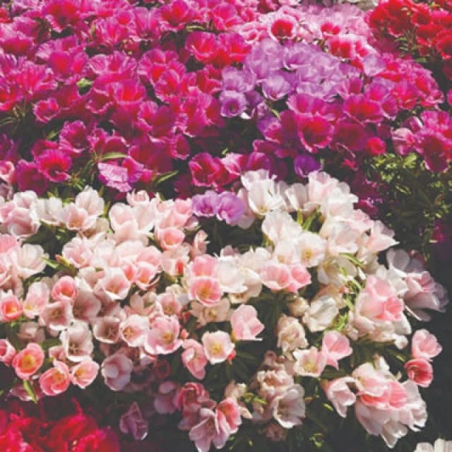 Thompson & Morgan Godetia Azalea Flowered Mixed Seeds - Vibrant Pink Lilac Purple Summer Blooms - Hardy Annual Easy Grow - 600 Seeds