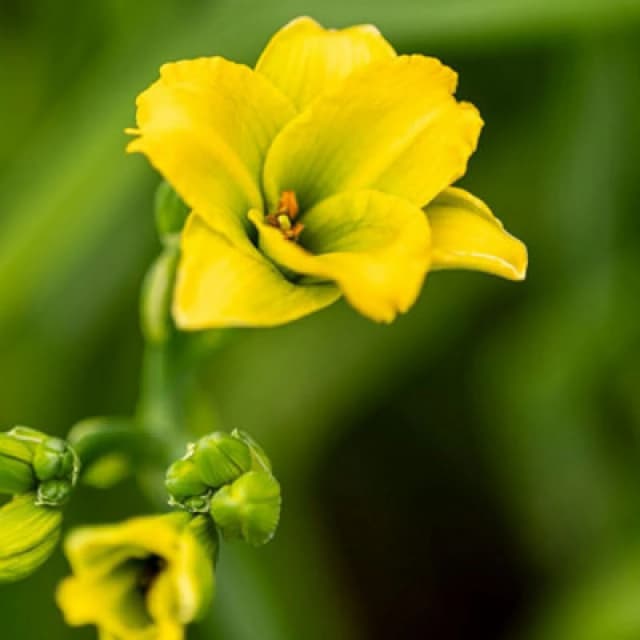 Thompson & Morgan Hemerocallis See You Tomorrow 2 Litre Potted Plant X 1