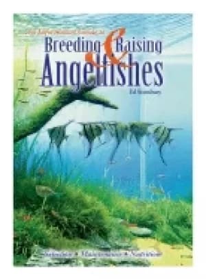 breeding and raising angelfishes