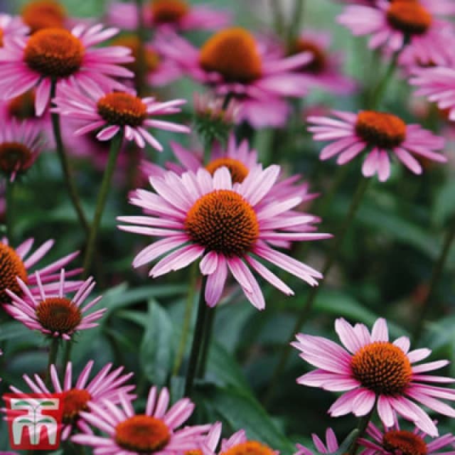 Thompson & Morgan Echinacea (Cone Flower) Purpurea 1 Litre Potted Plant X 1