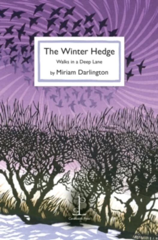 The Winter Hedge : Walks in a Deep Lane Paperback / softback